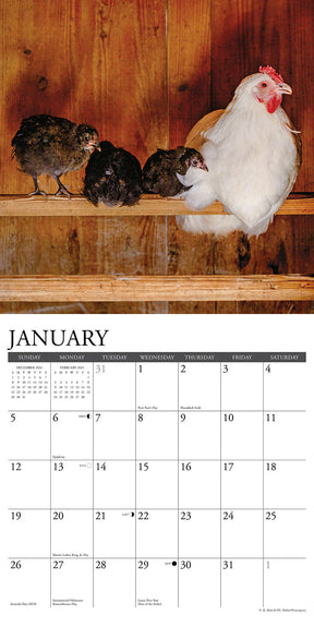 2025 Just Us Chickens Calendar