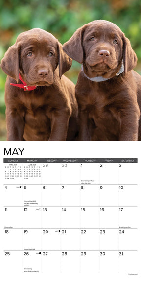 2025 Lab Puppies Calendar