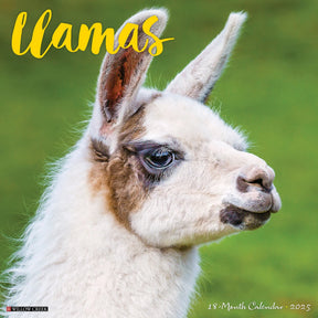 2025 Llamas Calendar