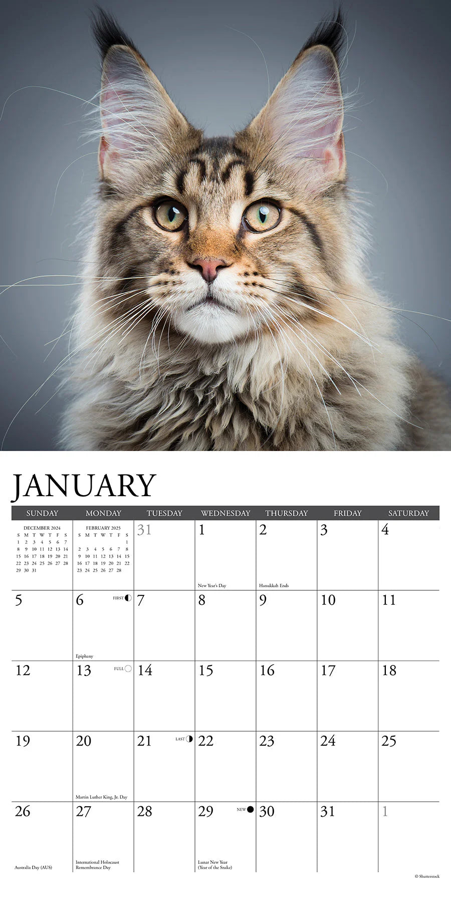 2025 Maine Coon Cats Calendar