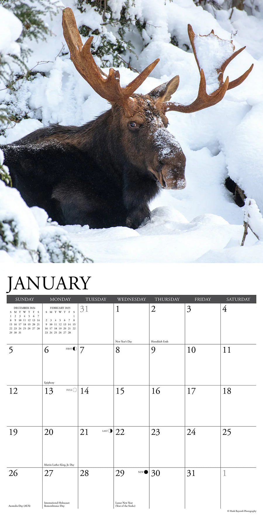 2025 Moose Calendar