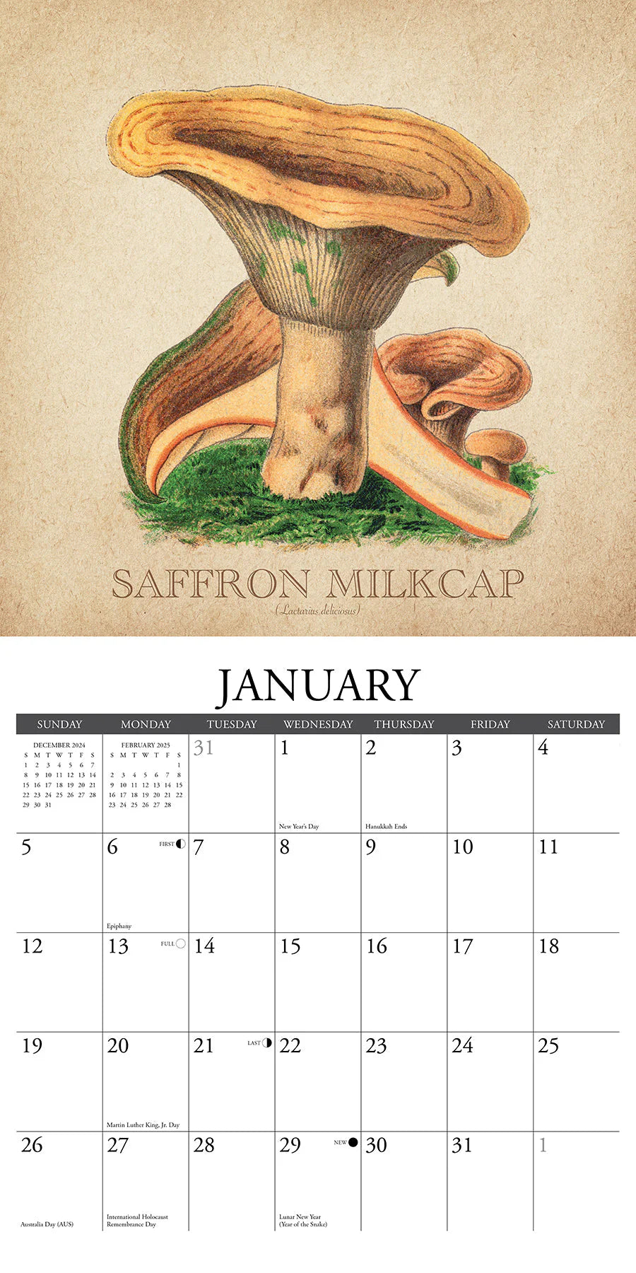 2025 Art Of The Mushroom Calendar