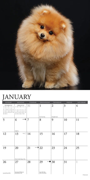 2025 Pomeranians Calendar