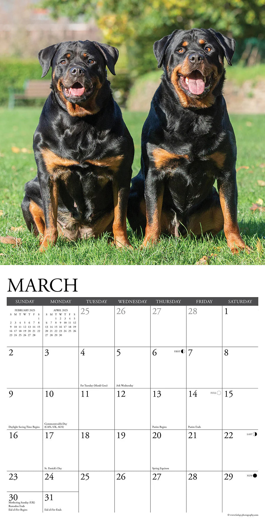 2025 Rottweilers Calendar