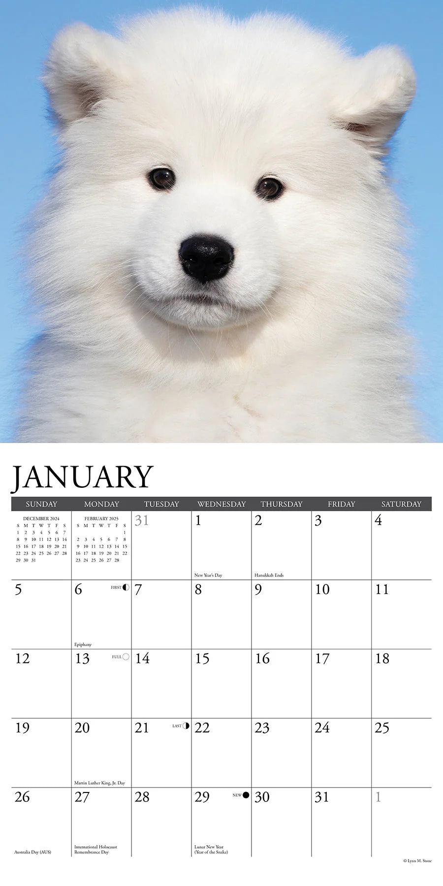 2025 Samoyeds Calendar