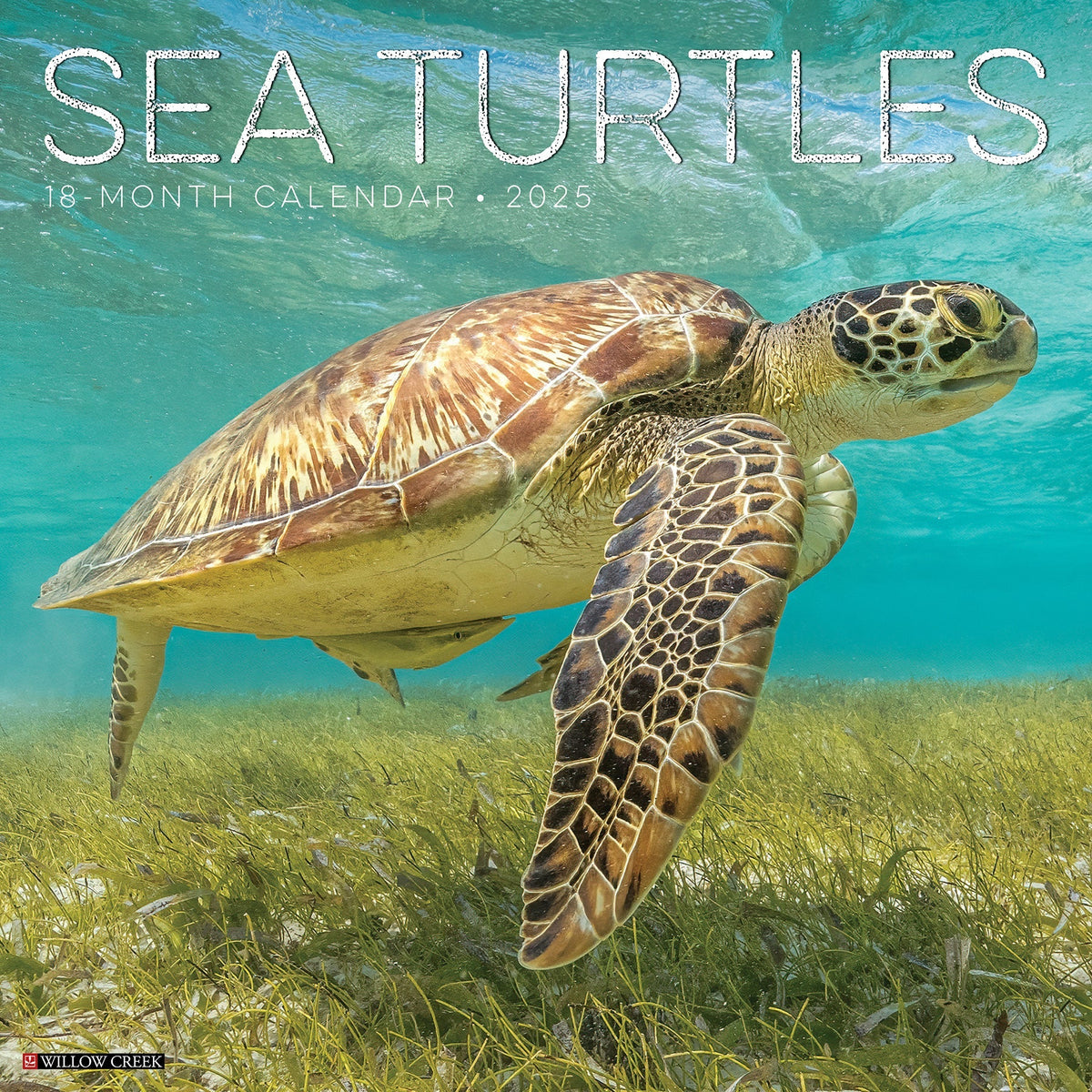 2025 Sea Turtles Calendar