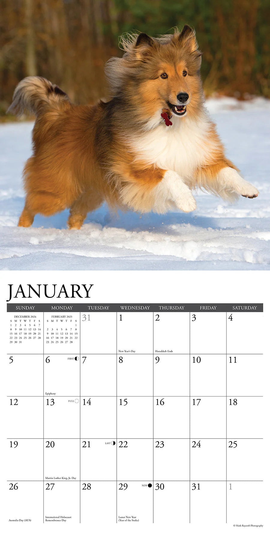 2025 Shelties Calendar