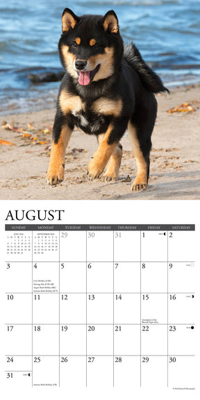 2025 Shiba Inus Calendar