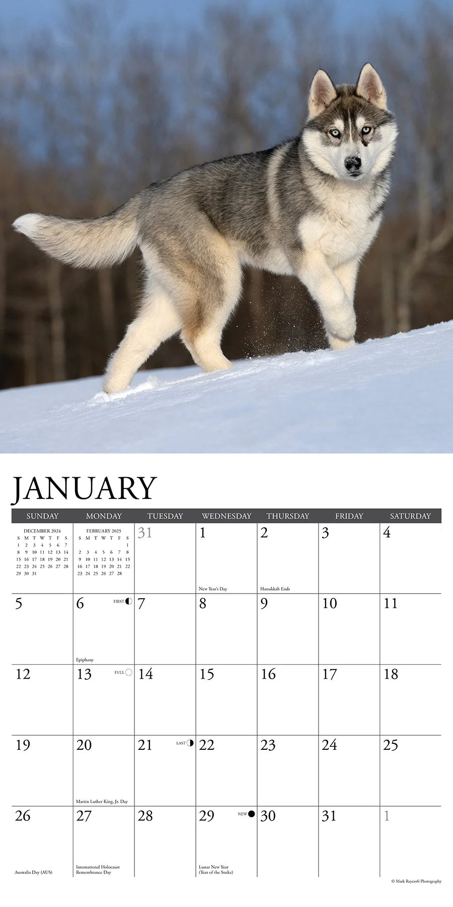 2025 Siberian Huskies Calendar