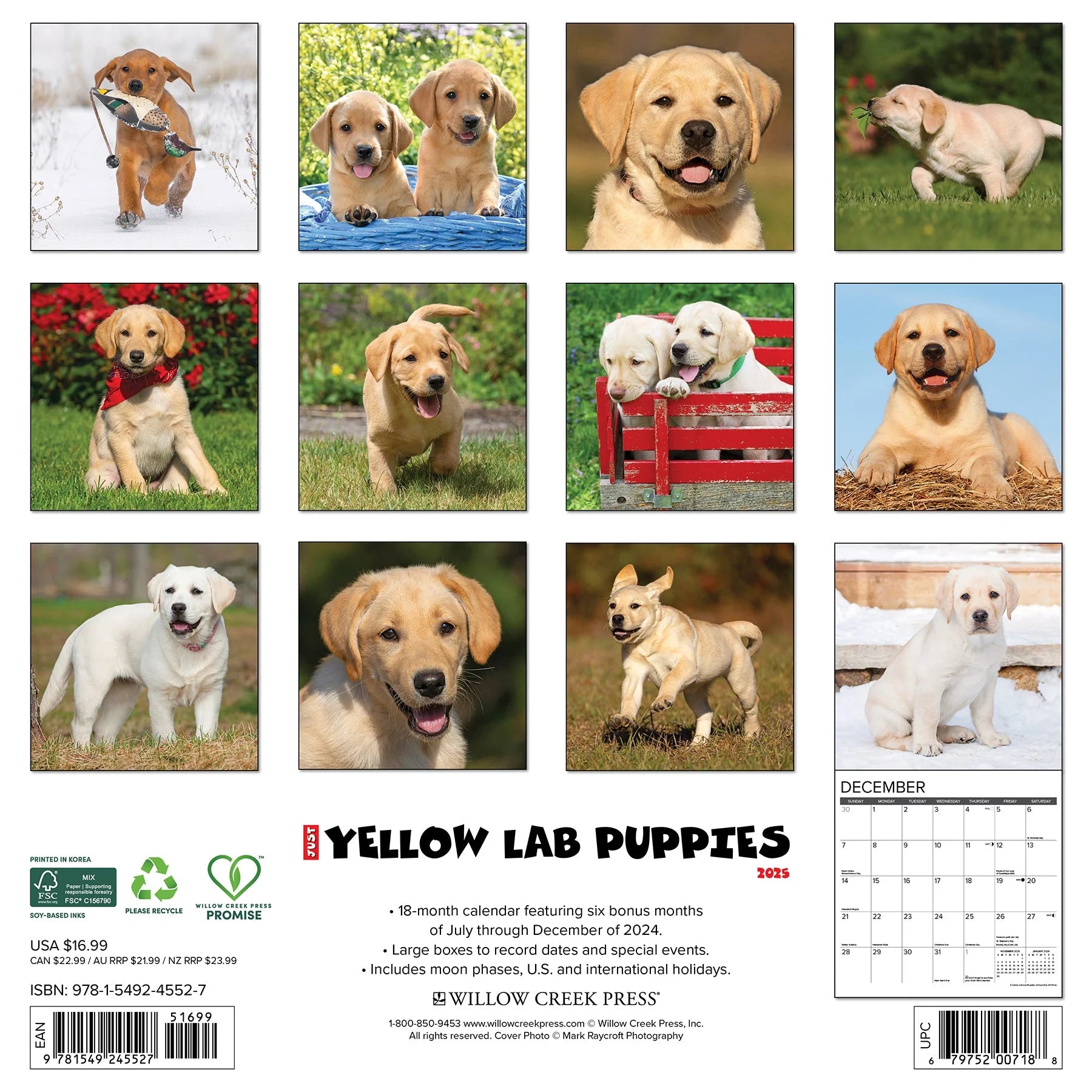 2025 Yellow Lab Puppies