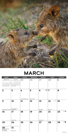 2025 Quokkas Calendar