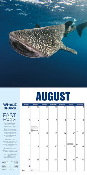 2025 Shark Year Calendar