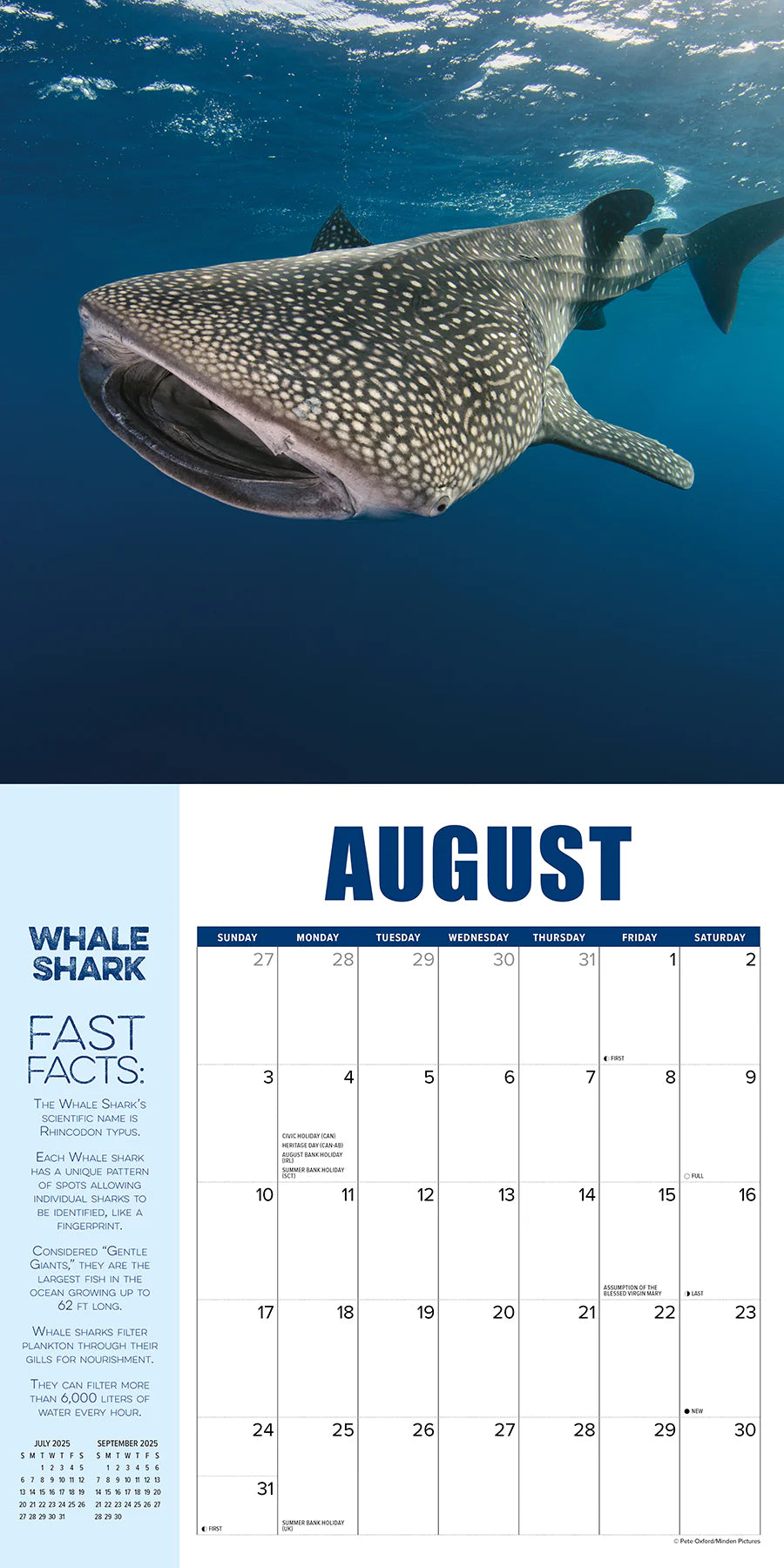 2025 Shark Year Calendar