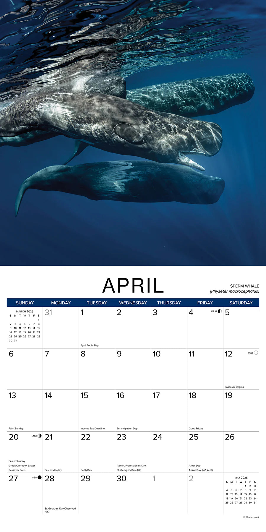 2025 Whales Calendar