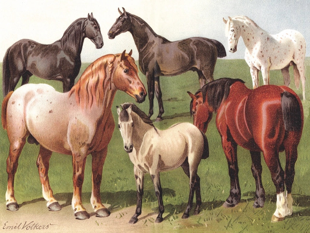 New York Puzzle Co. - Horse Breeds