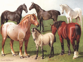 New York Puzzle Co. - Horse Breeds