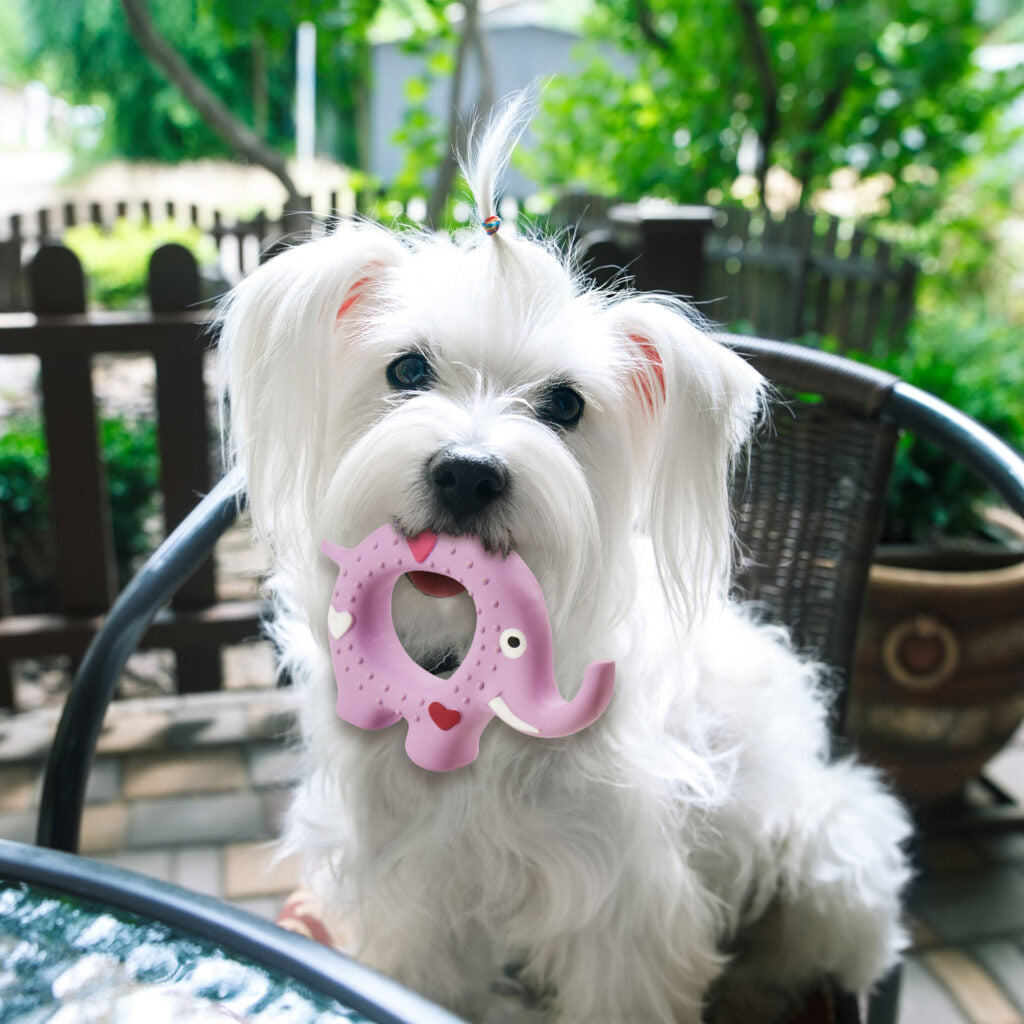 Latex Animal Ring Dog Toy