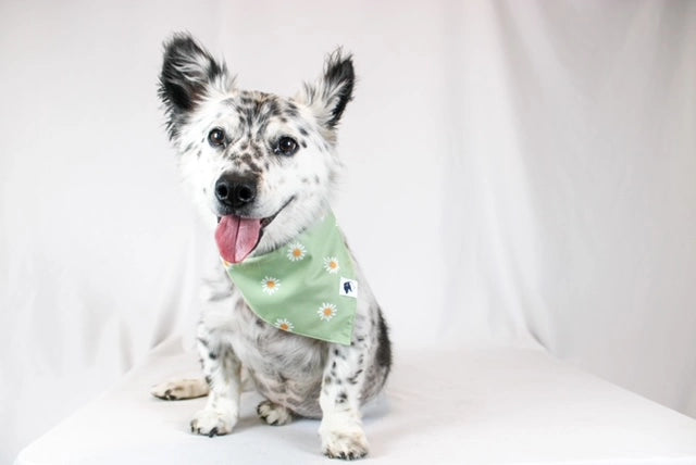 Bandana Tie on Dog - Green Daisy