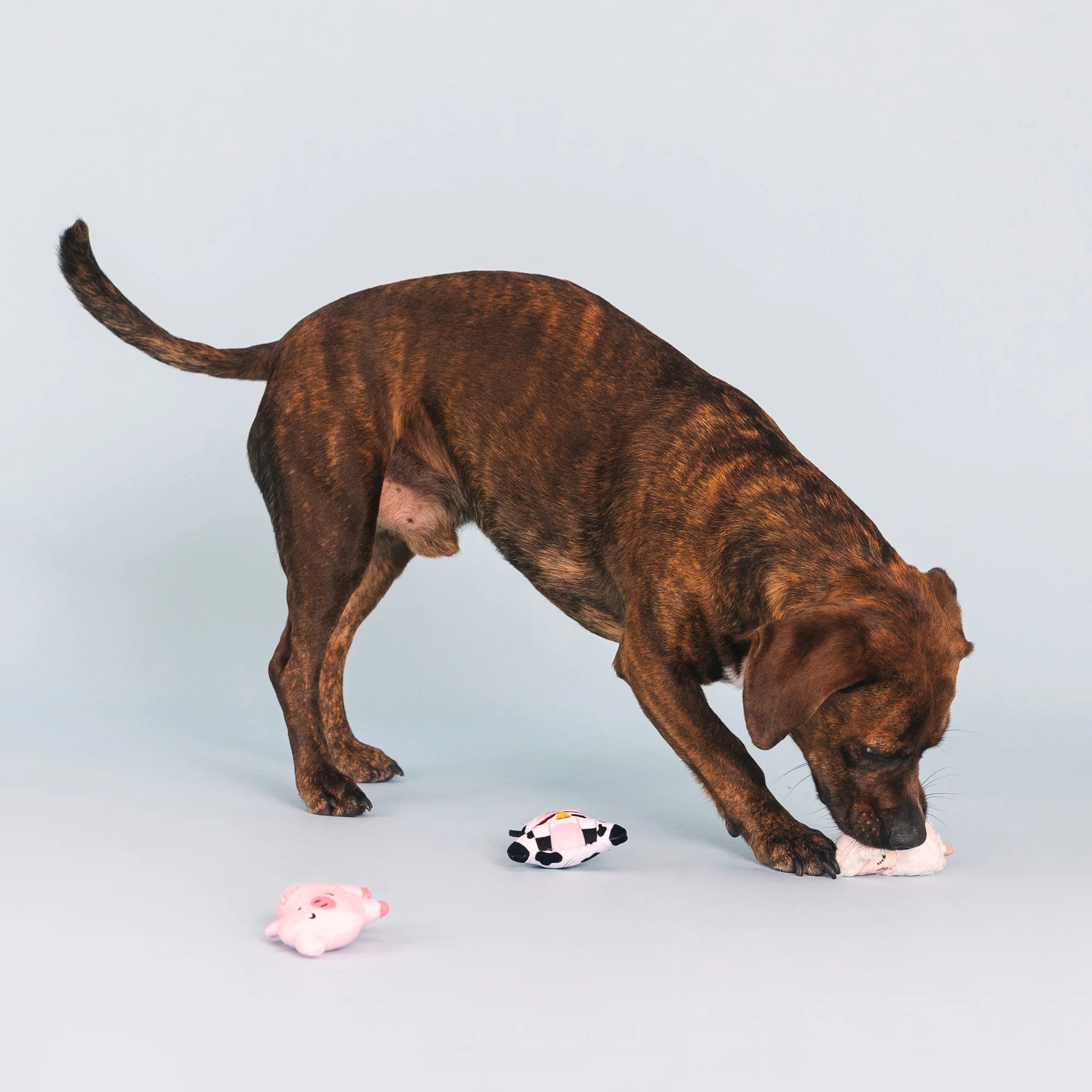 Petshop by Fringe Studio - Dog Toy Needle in a Haystack