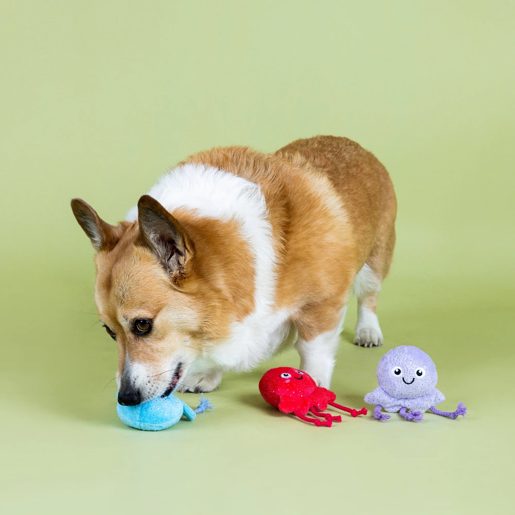 Petshop by Fringe Studio - Dog Toy 3 Piece Set Too Tentacool