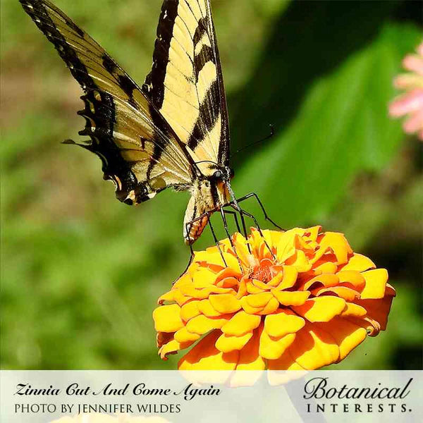 Zinnia Cut & Come Again Seeds