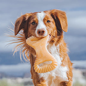 Benebone - Dental Nylon Chew Toy Bacon