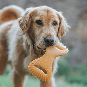 Benebone - Dental Nylon Chew Toy Bacon