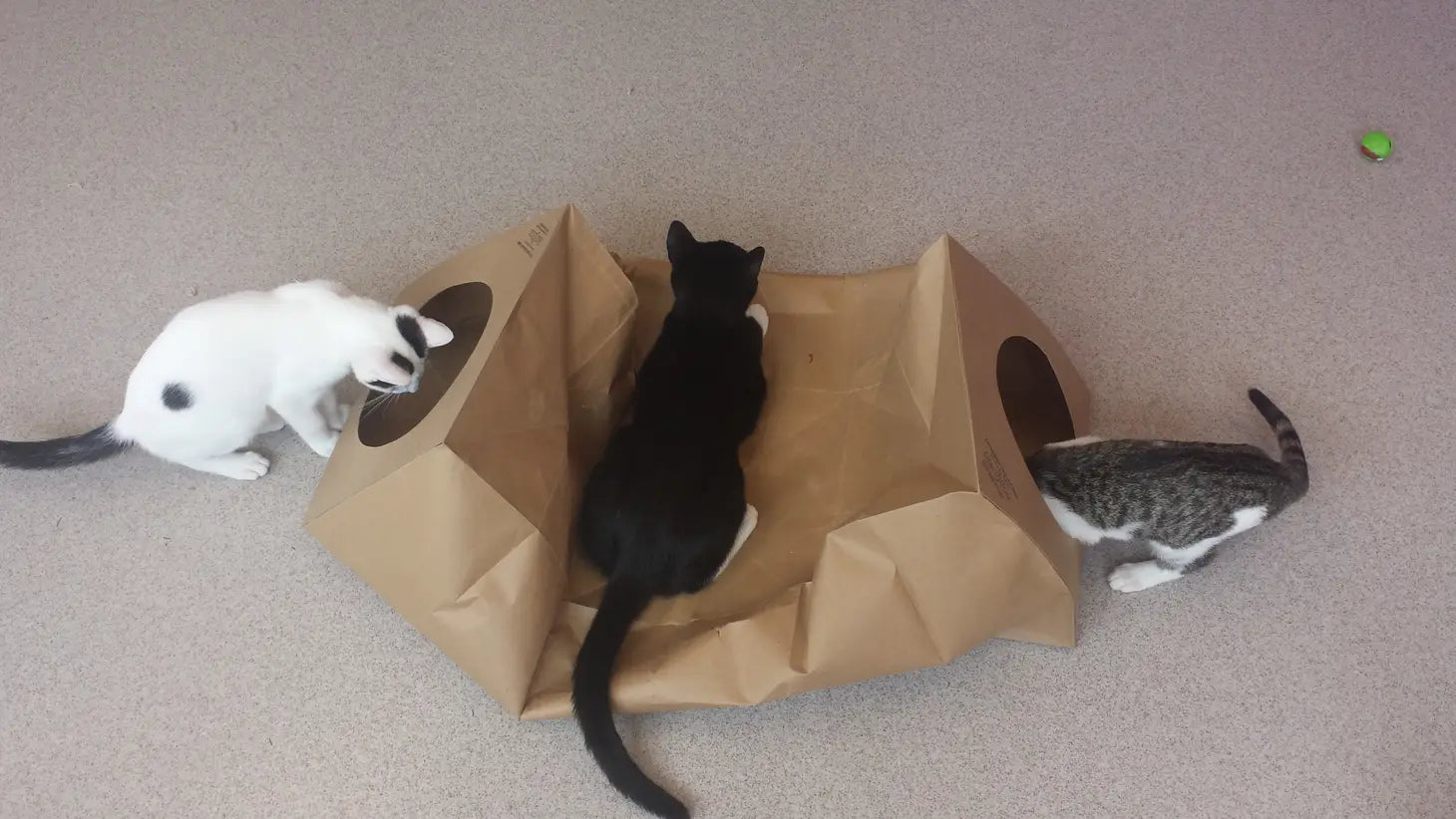 Dezi & Roo - Cat Hide & Sneak Tunnel Paper