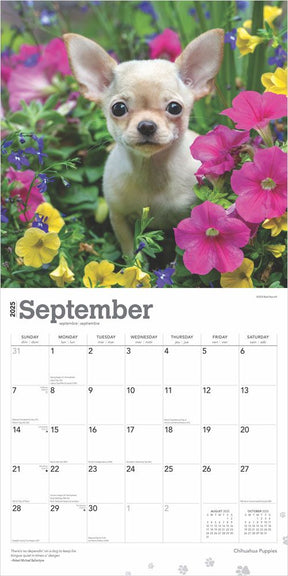 2025 Chihuahua Puppies Calendar