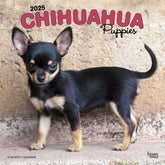 2025 Chihuahua Puppies Calendar