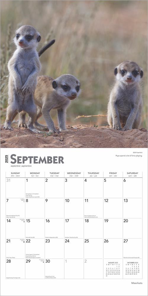 2025 Meerkats Calendar