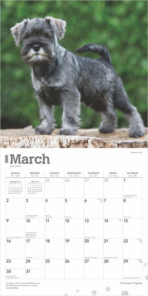 2025 Schnauzer Puppies Calendar