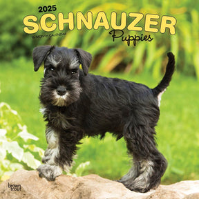 2025 Schnauzer Puppies Calendar