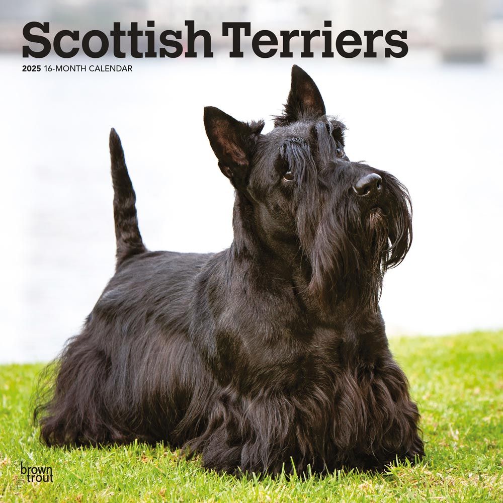 2025 Scottish Terriers Calendar