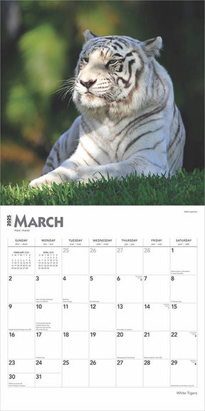 2025 White Tigers Calendar