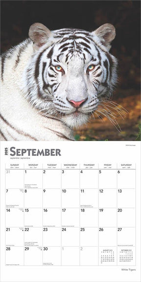 2025 White Tigers Calendar