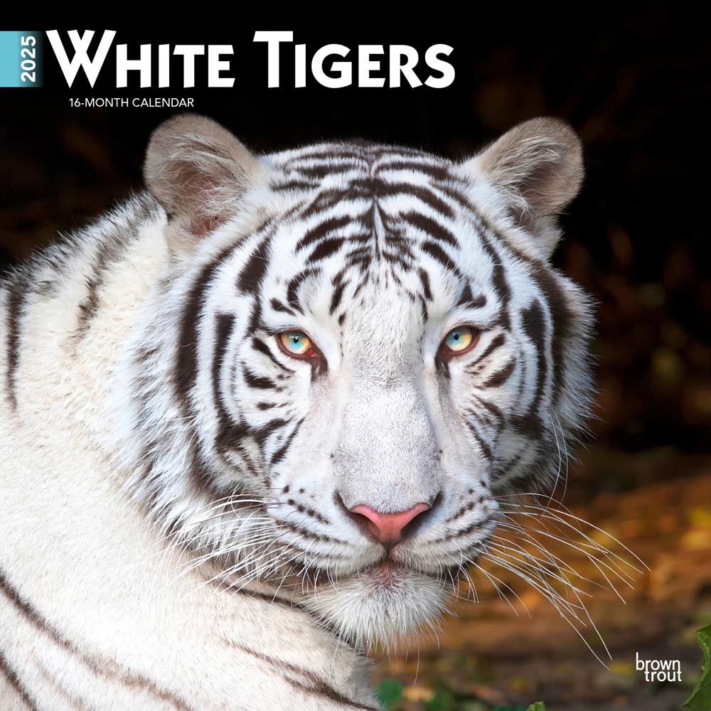 2025 White Tigers Calendar