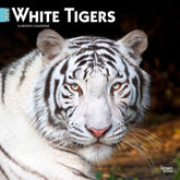 2025 White Tigers Calendar