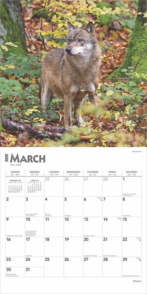 2025 Wolves Calendar