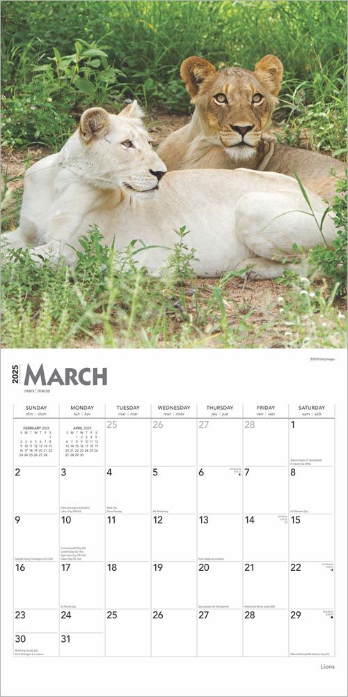 2025 Lions Calendar