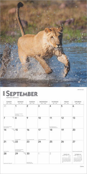 2025 Lions Calendar