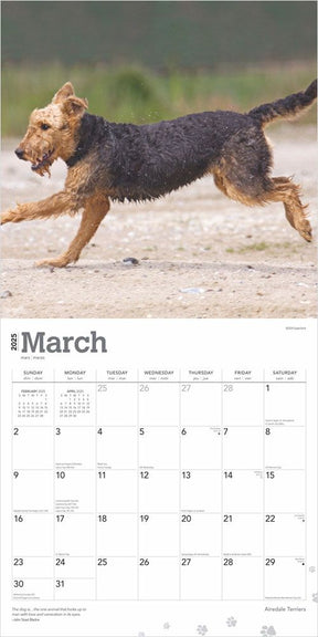 2025 Airedale Terriers Calendar