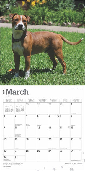 2025 American Pitbull Terriers Calendar