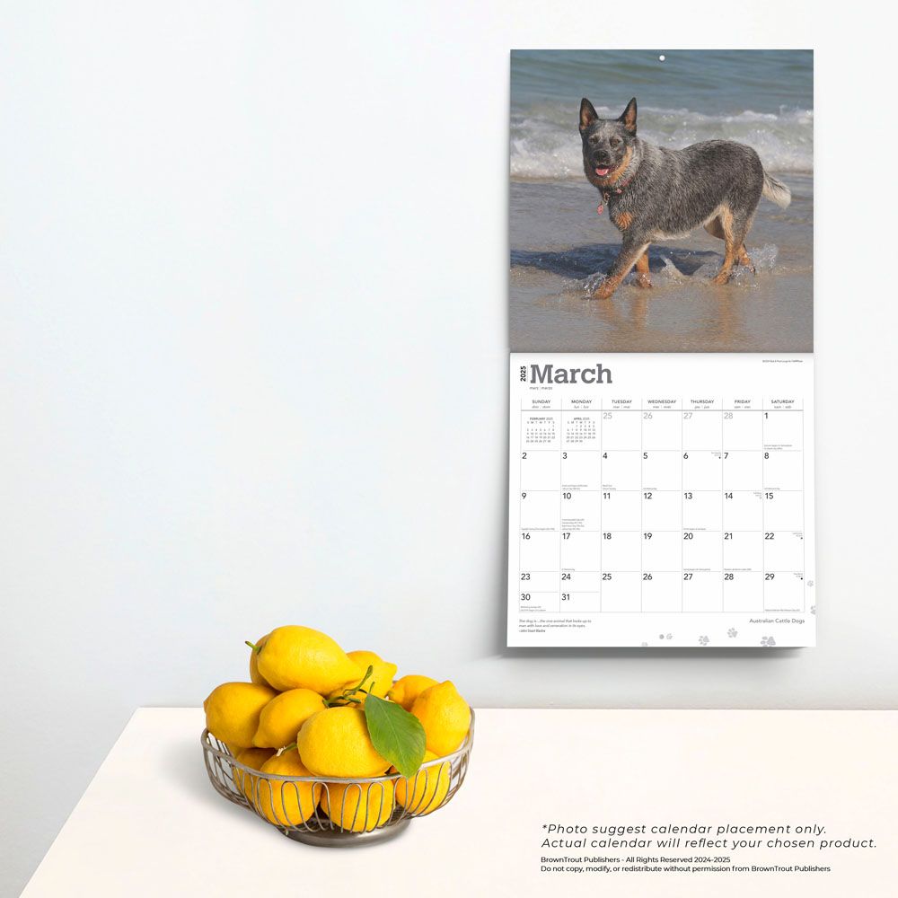 2025 Australian Cattle Dogs Calendar