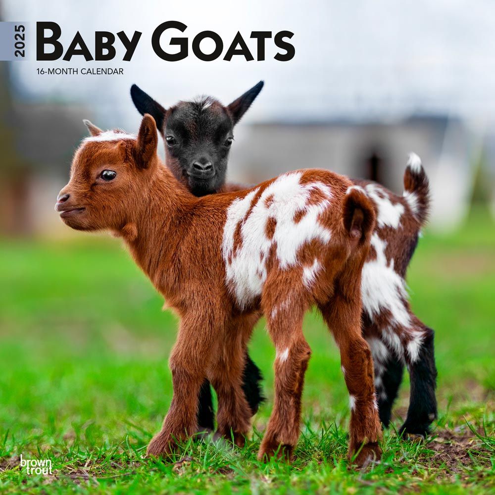 2025 Baby Goats Calendar