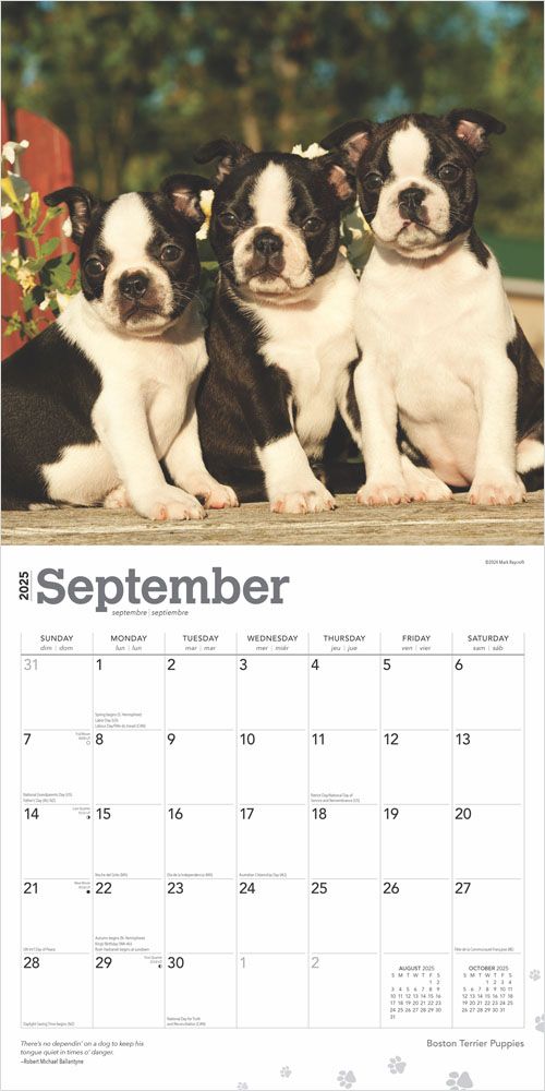 2025 Boston Terrier Puppies Calendar