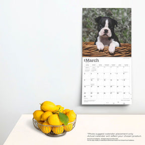 2025 Boston Terrier Puppies Calendar