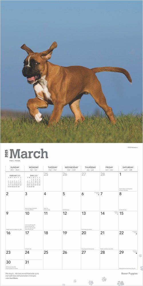 2025 Boxer Puppies Calendar