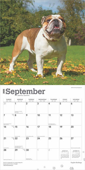 2025 English Bulldogs Calendar