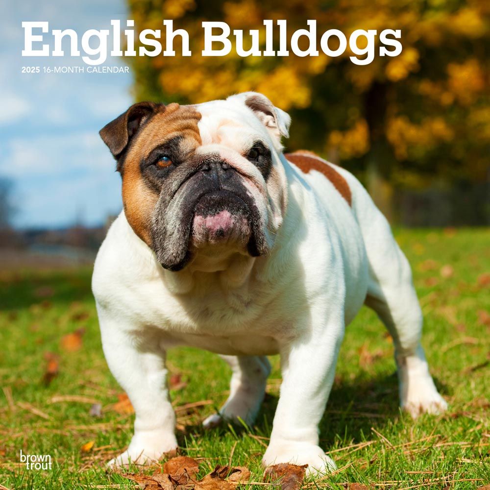 2025 English Bulldogs Calendar